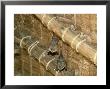 Yellow Wing Bats, Nairobi, Africa by David Cayless Limited Edition Print