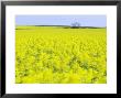 Rape Field In Strong Wind, South Devon, Uk by David Clapp Limited Edition Print
