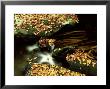 Fall Colour, Great Smoky Mtns National Park, Tn by Willard Clay Limited Edition Print