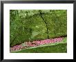 Redbud Flowers In Moss-Covered Boulders, Tennessee by Willard Clay Limited Edition Print