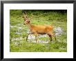 Barasinga Or Swamp Deer, Male Deer Walking In Swamp, Assam, India by David Courtenay Limited Edition Print