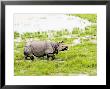 Indian Rhinoceros, Walking In Swamp, Assam, India by David Courtenay Limited Edition Print