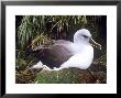 Grey Headed Albatross, Nesing, South Georgia by Daniel Cox Limited Edition Print