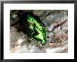 Emerald Beetle, Midway Islands Of Hawaii by Daniel Cox Limited Edition Print