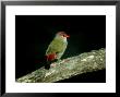 Red-Browed Firetail, Australia by Kenneth Day Limited Edition Print