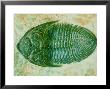 Trilobite, Odontchile Spinifera Devonian Morocco by David M. Dennis Limited Edition Print