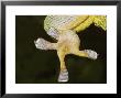 Gecko Foot by David M. Dennis Limited Edition Print