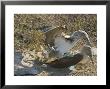 Blue-Footed Boobies, Mating, Galapagos, Ecuador by David M. Dennis Limited Edition Print