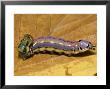 Black-Spotted Prominant Moth Caterpiller, South Mountains State Park, Usa by David M. Dennis Limited Edition Print