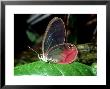 Butterfly, La Selva, Costa Rica by Philip J. Devries Limited Edition Print