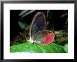 Butterfly, La Selva, Costa Rica by Philip J. Devries Limited Edition Print