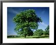Oak In Summer by Mike England Limited Edition Print