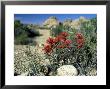 Indian Paintbrush, California by Berndt Fischer Limited Edition Print