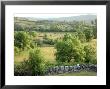 Steppe Vegetation With Stone, Cevennes, France by Berndt Fischer Limited Edition Print