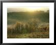 Beech Trees And Fog, Sumava National Park, Czech Republic by Berndt Fischer Limited Edition Print