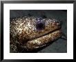 Moray Eel, Malbul Island, Malaysia by David B. Fleetham Limited Edition Pricing Art Print