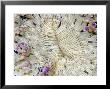 Commensal Shrimp On Beaded Sea Anemone, Malaysia by David B. Fleetham Limited Edition Pricing Art Print