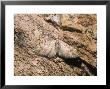 Brindled Pug Moth, Imago At Rest, Thoresby, Uk by David Fox Limited Edition Print