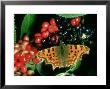 Comma Butterfly, Uk by Michael Fogden Limited Edition Print