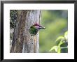 Golden-Olive Woodpecker, Male Peering From Nest-Hole, Monteverde Cloud Forest Preserve, Costa Rica by Michael Fogden Limited Edition Print