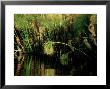 Wetland, Botswana, Africa by Patricio Robles Gil Limited Edition Print