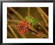 Scaly-Breasted Lorikeet, Single, Australia by Patricio Robles Gil Limited Edition Print