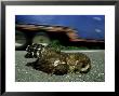 Mottled Owl, Yucatan, Mexico by Patricio Robles Gil Limited Edition Print