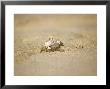 Crab Feeding On Pacific Ridley Sea Turtle, Mexico by Patricio Robles Gil Limited Edition Print