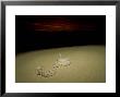 Sidewinder Rattle Snake At Night, Sonoran Desert by Patricio Robles Gil Limited Edition Print