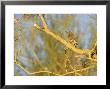 Gila Woodpecker In Tree, Captivity by Patricio Robles Gil Limited Edition Print