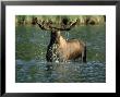 Moose, Male In Water, Canada by Patricio Robles Gil Limited Edition Print