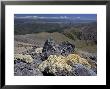 Haastia Pulvinaris, Black Birch Range At South Island, New Zealand by Bob Gibbons Limited Edition Pricing Art Print