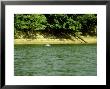 River Dolphin, Rio Branco, Brazil by Nick Gordon Limited Edition Print