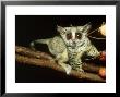 Lesser Bush Baby, With Persimmon Fruit, Diospyros Virginiana by David Haring Limited Edition Print