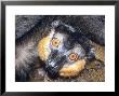 Collared Lemur, Adult, Dupc by David Haring Limited Edition Print