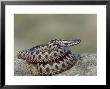 Adder, Male Coiled On Rock, Uk by Mark Hamblin Limited Edition Print