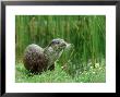 European Otter, Lutra Lutra Riverbank by Mark Hamblin Limited Edition Pricing Art Print