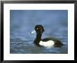 Tufted Duck, Aythya Fuligula Male On Water Scotland, Uk by Mark Hamblin Limited Edition Print