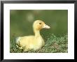 Indian Runner Duck, Uk by Mark Hamblin Limited Edition Print