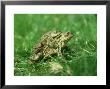 Toad, Bufo Bufo Mating, On Way To Pond Norfolk by Mark Hamblin Limited Edition Pricing Art Print