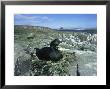 Shag, Phacrocorax Aristotelis At Nest Showing Habitat by Mark Hamblin Limited Edition Print