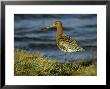 Black-Tailed Godwit, Adult, Scotland by Mark Hamblin Limited Edition Pricing Art Print