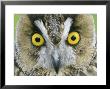 Long-Eared Owl, Close-Up Of Eyes, Scotland by Mark Hamblin Limited Edition Print