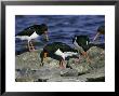 Oystercatcher, Pair Displaying On Rock, Scotland by Mark Hamblin Limited Edition Print