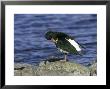 Oystercatcher, Adult Preening On Rock, Scotland by Mark Hamblin Limited Edition Pricing Art Print