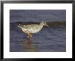 Redshank, Adult In Water, Scotland by Mark Hamblin Limited Edition Pricing Art Print
