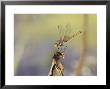 Common Darter, Adult Male Alighting On Perch, Uk by Mark Hamblin Limited Edition Print