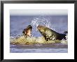 Grey Seal, Female Fending Off Male During Breeding Season, Uk by Mark Hamblin Limited Edition Print