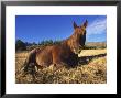 Horse, Resting, Colorado, Usa by Philippe Henry Limited Edition Print