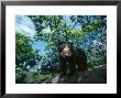 Spectacled Bear Female, Cerro Chaparri, Peru by Mark Jones Limited Edition Print